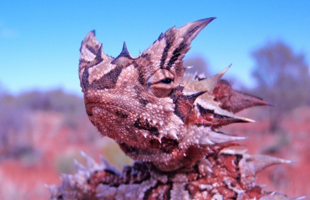 Thorny Devil Moloch horridus Yulara, Northern Territory, Australia